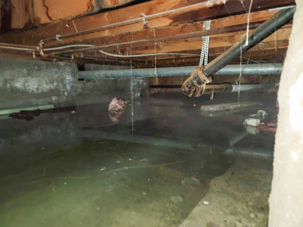 Best Mold removal after water damage  in Gateway, FL